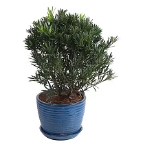 Подокарпус - Podocarpus D23 H60