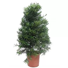 Подокарп крупнолистный - Podocarpus Macrophylla (fachjan) D30 H130