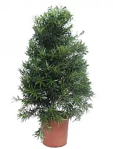 Подокарп крупнолистный - Podocarpus Macrophylla (fachjan) D30 H130