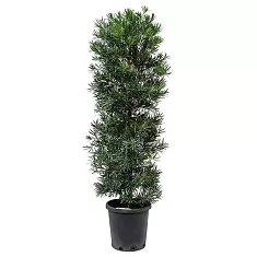 Подокарпус - Podocarpus D38 H180