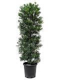 Подокарпус - Podocarpus D38 H180
