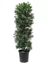Подокарпус - Podocarpus D38 H180