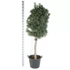 Подокарпус - Podocarpus D50 H220