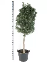 Подокарпус - Podocarpus D50 H220