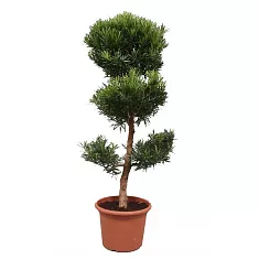 Подокарпус - Podocarpus D35 H140