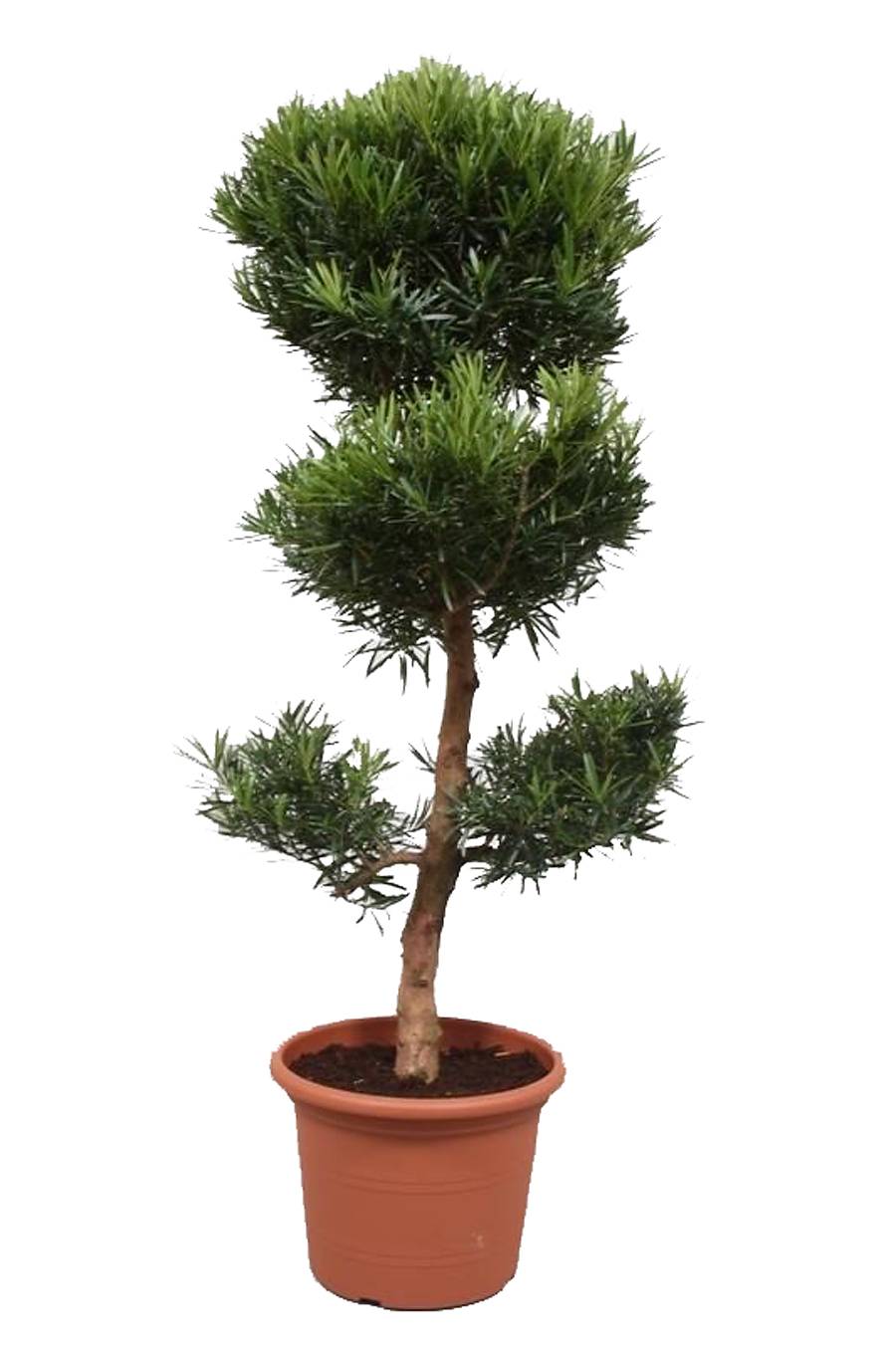 Подокарпус - Podocarpus D35 H140