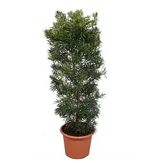 Подокарпус - Podocarpus D45 H170