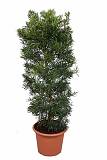 Подокарпус - Podocarpus D45 H170