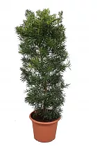 Подокарпус - Podocarpus D45 H170
