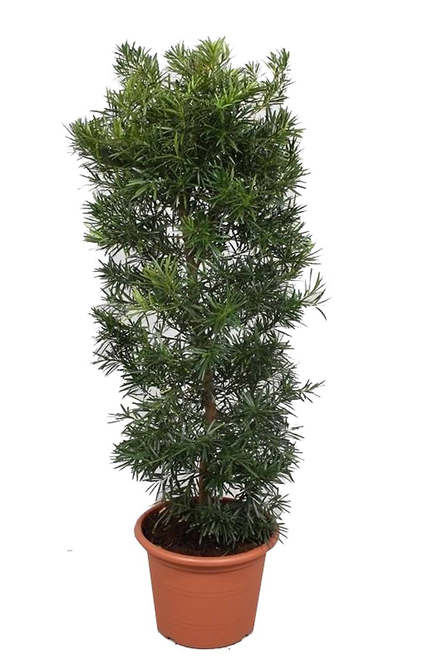 Подокарпус - Podocarpus D45 H170