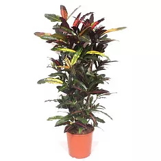 Кодиеум Манго бранч - Codiaeum Mango Branched D30 H140
