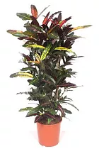 Кодиеум Манго бранч - Codiaeum Mango Branched D30 H140