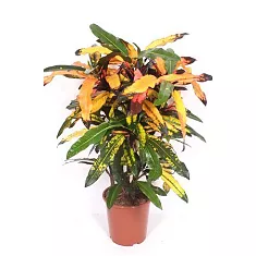 Кодиеум Манго - Codiaeum Mango D27 H110