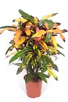 Кодиеум Манго - Codiaeum Mango D27 H110