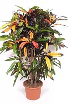 Кодиеум Манго бранч - Codiaeum Mango Branched D34 H170