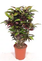 Кодиеум Фреклес - Codiaeum Freckles D27 H110