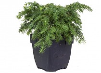 Тсуга канадская - Tsuga can. D9 H20