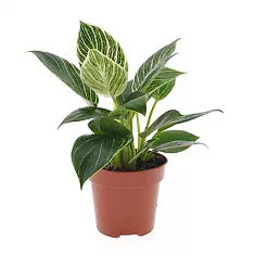 Филодендрон Вайт вейв - Philodendron White Wave D12 H25