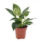 Филодендрон Вайт вейв - Philodendron White Wave D12 H25