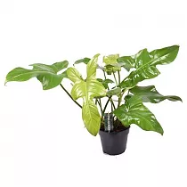 Филодендрон Желтая Скрипка - Philodendron Yellow Violin D15 H50