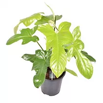 Филодендрон Желтая Скрипка - Philodendron Yellow Violin D19 H65