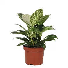 Филодендрон Вайт вейв - Philodendron White Wave D12 H35