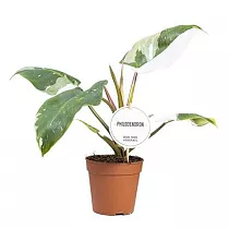 Филодендрон белая принцесса - Philodendron White Princess D12 H35