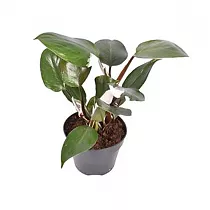 Филодендрон Вайт Кнайт - Philodendron White Knight D15 H40