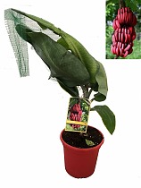 Красный банан - Musa acuminata Red Dacca D24 H100