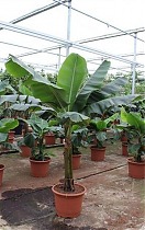 Банановая пальма Муса - Musa Tropicana D50 H230