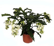 Клеродендрум Уоллиха - Clerodendrum wallichiana Prospero D15 H35