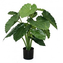 Алоказия Портодора - Alocasia Portodora D25 H70