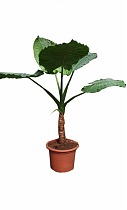 Алоказия Портодора - Alocasia Portodora D50 H220