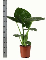 Алоказия клобучковая - Alocasia cucullata D20 H100