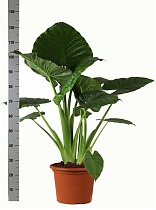 Алоказия клобучковая - Alocasia cucullata D24 H120