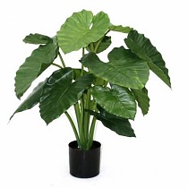 Алоказия Калидора - Alocasia Calidora D19 H70