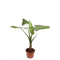 Алоказия крупнокорневая - Alocasia Macrorrhiza (fachjan) D35 H180