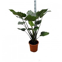 Алоказия клобучковая - Alocasia Cucullata D24 H130