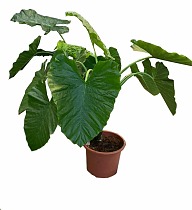 Алоказия крупнокорневищная - Alocasia macrorrhizos D50 H200