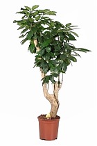 Кофейное дерево - Coffea D30 H200