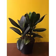 Фикус эластика Абиджан - Ficus elastica Abidjan D19 H45