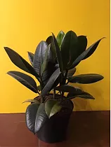 Фикус эластика Абиджан - Ficus elastica Abidjan D19 H45