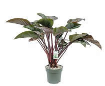 Филодендрон Ред Эмеральд - Philodendron Red Emerald D27 H100