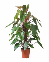Филодендрон Ред Эмеральд - Philodendron Red Emerald  D24 H120