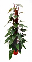 Филодендрон Ред Эмеральд - Philodendron Red Emerald  D28 H150
