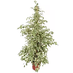 Фикус Бенджамина Твайлайт - Ficus Benjamina Twilight D28 H140