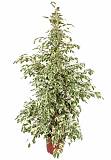 Фикус Бенджамина Твайлайт - Ficus Benjamina Twilight D28 H140