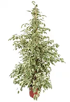 Фикус Бенджамина Твайлайт - Ficus Benjamina Twilight D28 H140