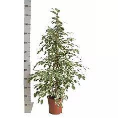 Фикус Бенджамина Твайлайт - Ficus Benjamina Twilight D28 H120