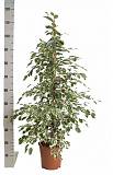 Фикус Бенджамина Твайлайт - Ficus Benjamina Twilight D28 H120